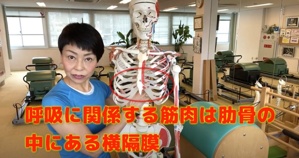 呼吸に関係する筋肉はどこ?肋骨内部にある横隔膜