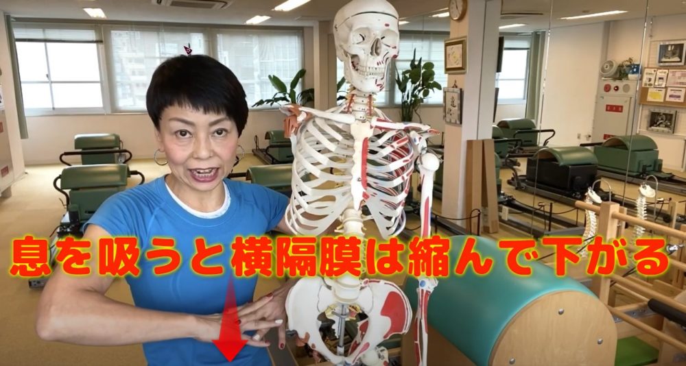 横隔膜はどんな役割があるの?息をすることで収縮と弛緩する筋肉